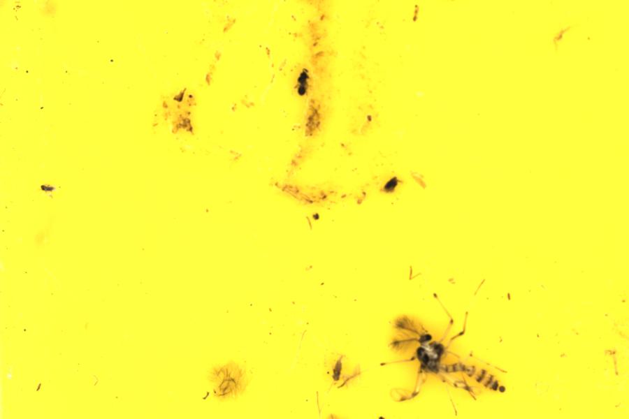 Image 20